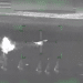 UAE Apaches Use Chain Guns to Down Iranian Drones in First Combat Footage From Gulf Air Defense