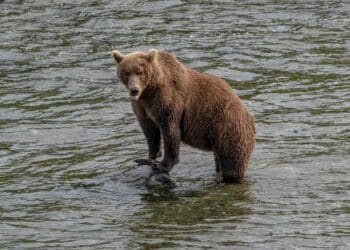 Brown Bear Mauls Two Arctic Angels at JBER in Second Land Navigation Attack Since 2022