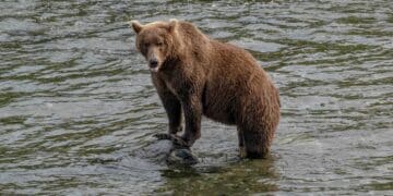 Brown Bear Mauls Two Arctic Angels at JBER in Second Land Navigation Attack Since 2022