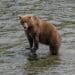 Brown Bear Mauls Two Arctic Angels at JBER in Second Land Navigation Attack Since 2022