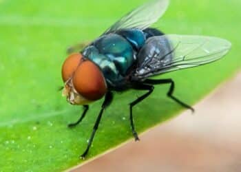 DARPA Joins U.S. Fight Against Flesh-Eating Screwworm