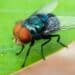 DARPA Joins U.S. Fight Against Flesh-Eating Screwworm