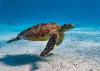 China Warns of “Spy Turtles” and “Spy Fish” Collecting Data in Its Waters