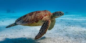 China Warns of “Spy Turtles” and “Spy Fish” Collecting Data in Its Waters