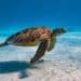 China Warns of “Spy Turtles” and “Spy Fish” Collecting Data in Its Waters