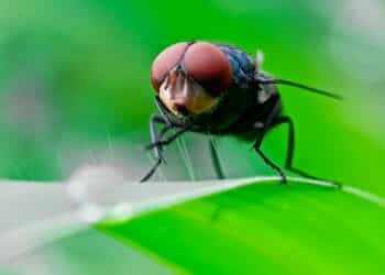 Second Texas Screwworm Case Confirmed, Fly Output Below 2% of Historical Target