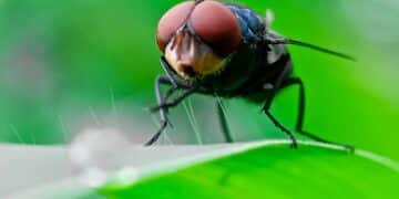 Second Texas Screwworm Case Confirmed, Fly Output Below 2% of Historical Target