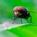 Second Texas Screwworm Case Confirmed, Fly Output Below 2% of Historical Target