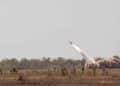 Germany Set to Produce ATACMS as US Winds Down the Missile at Home